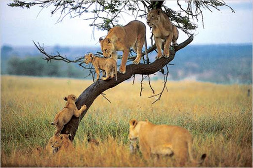 Facts About the Tree Climbing Lion of Tanzania