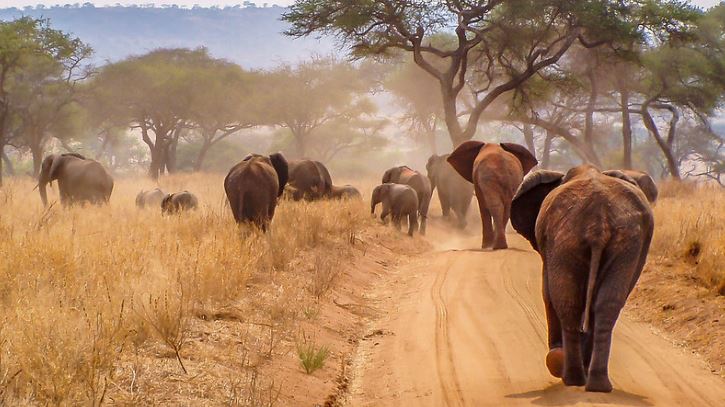5 days Serengeti and Ngorongoro safari