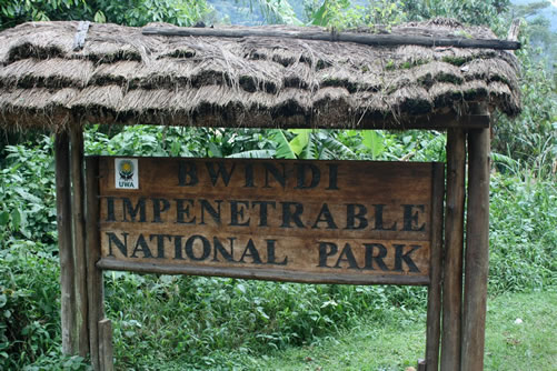 Bwindi  Impenetrable National Park