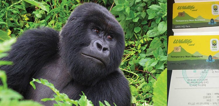 Uganda Gorilla trekking cost
