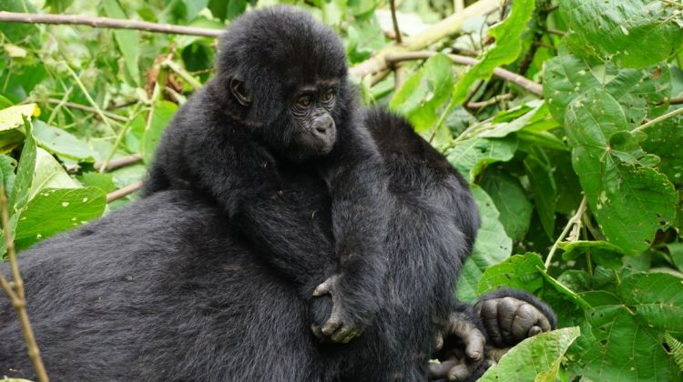 3 days Uganda gorilla tracking safari from Kigali