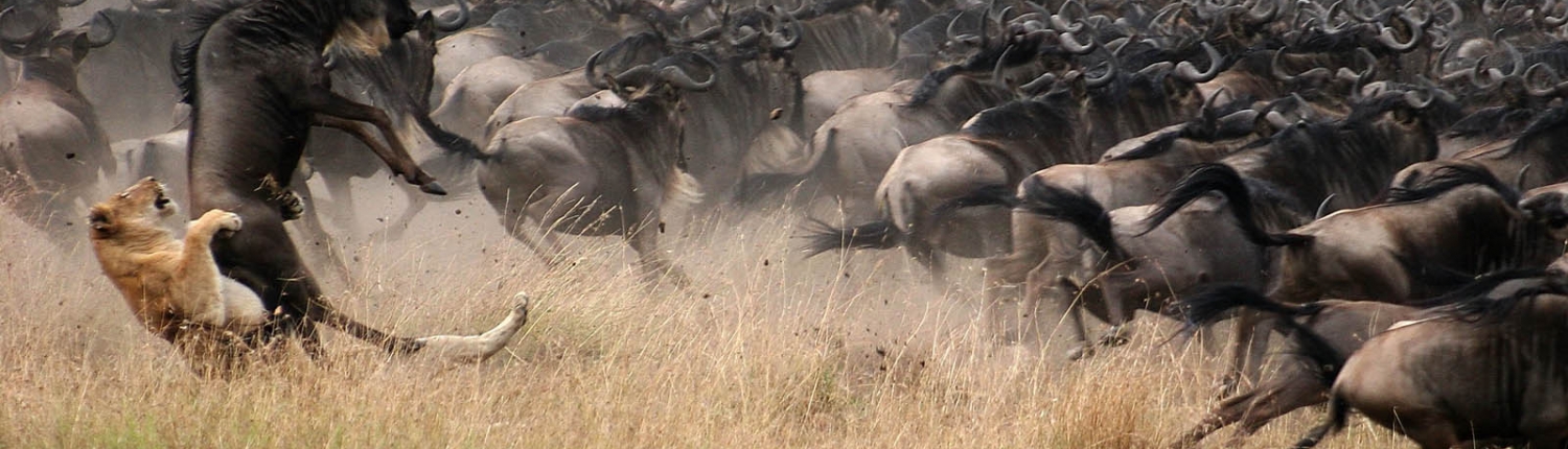 Serengeti national park Attractions