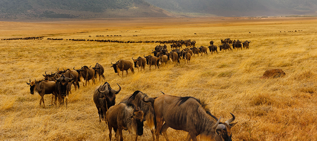 Serengeti park safari