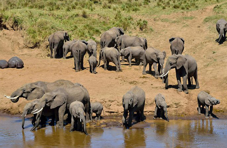 11 days Tsavo, Amboseli, Masai Mara and Serengeti safari