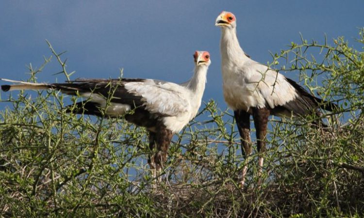 Serengeti National Park Birding