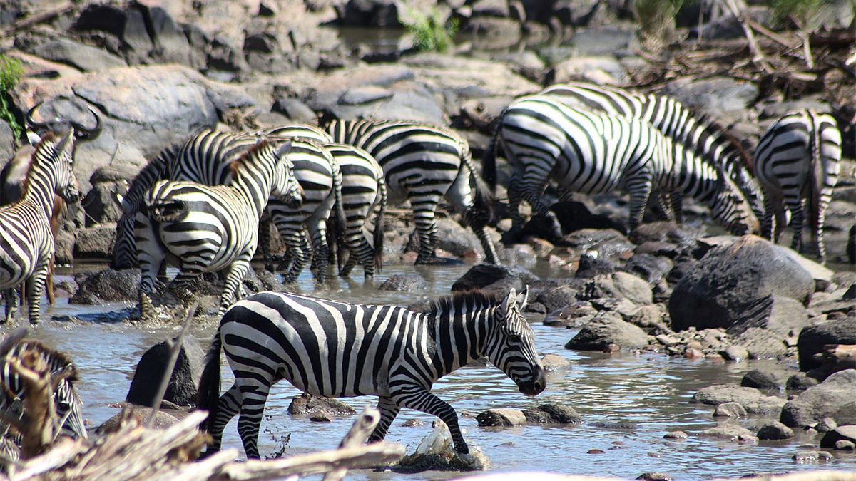 Serengeti Wildebeest migration