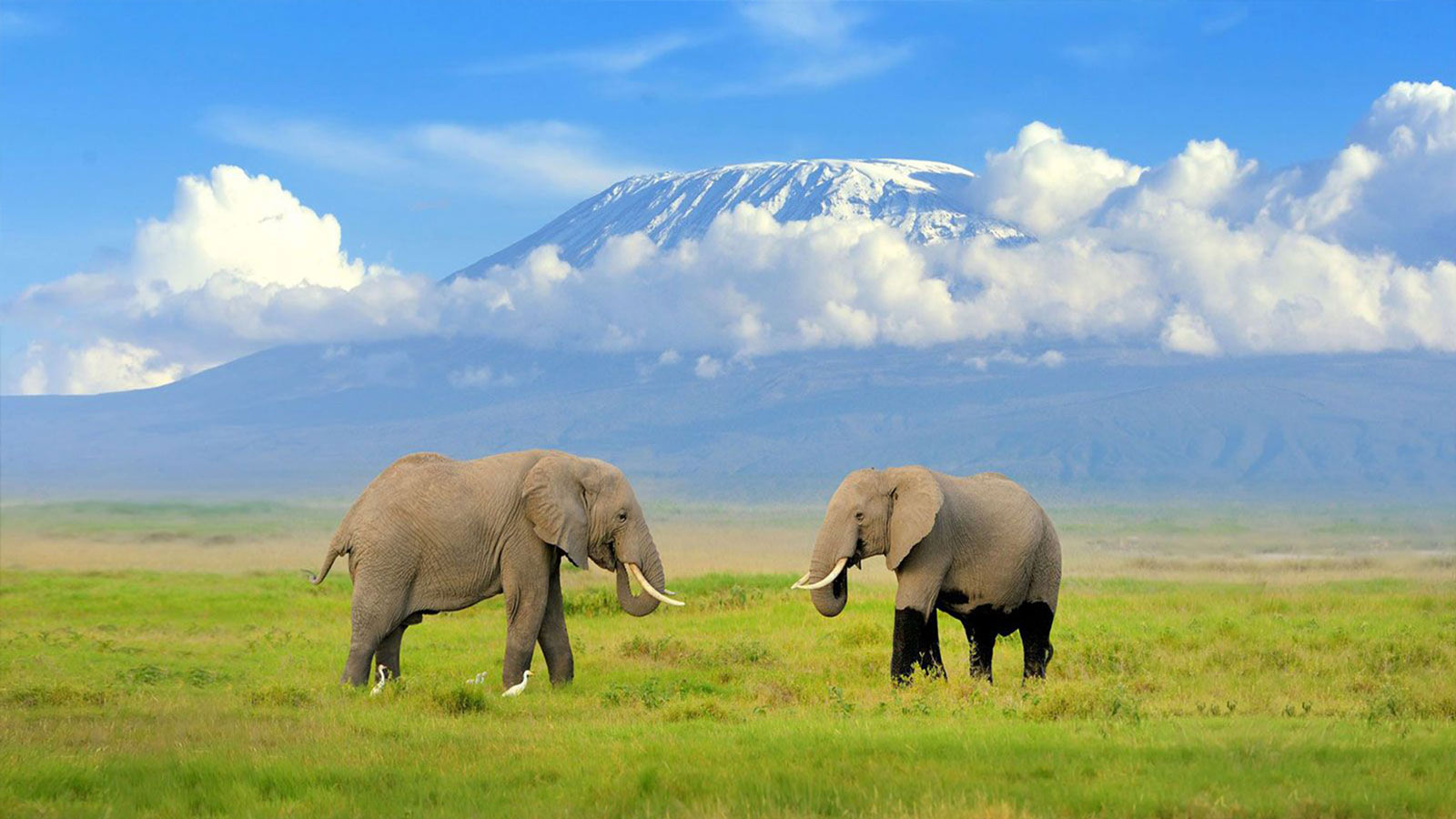 Amboseli National Park Highlights