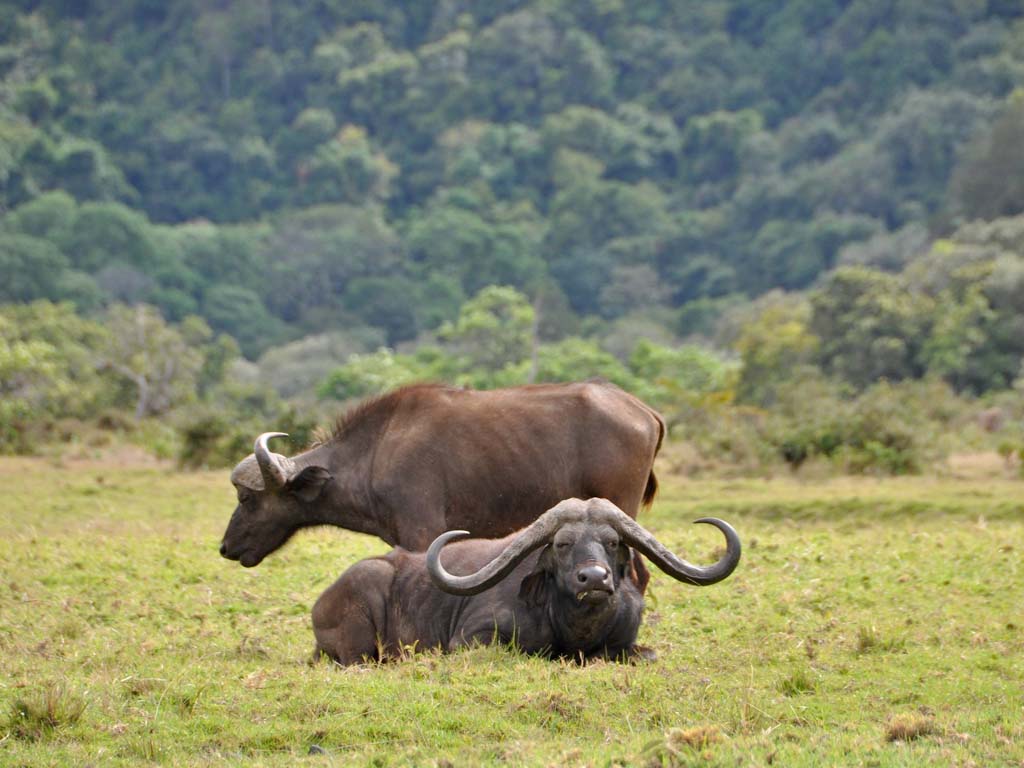 Wildlife safari park Tanzania