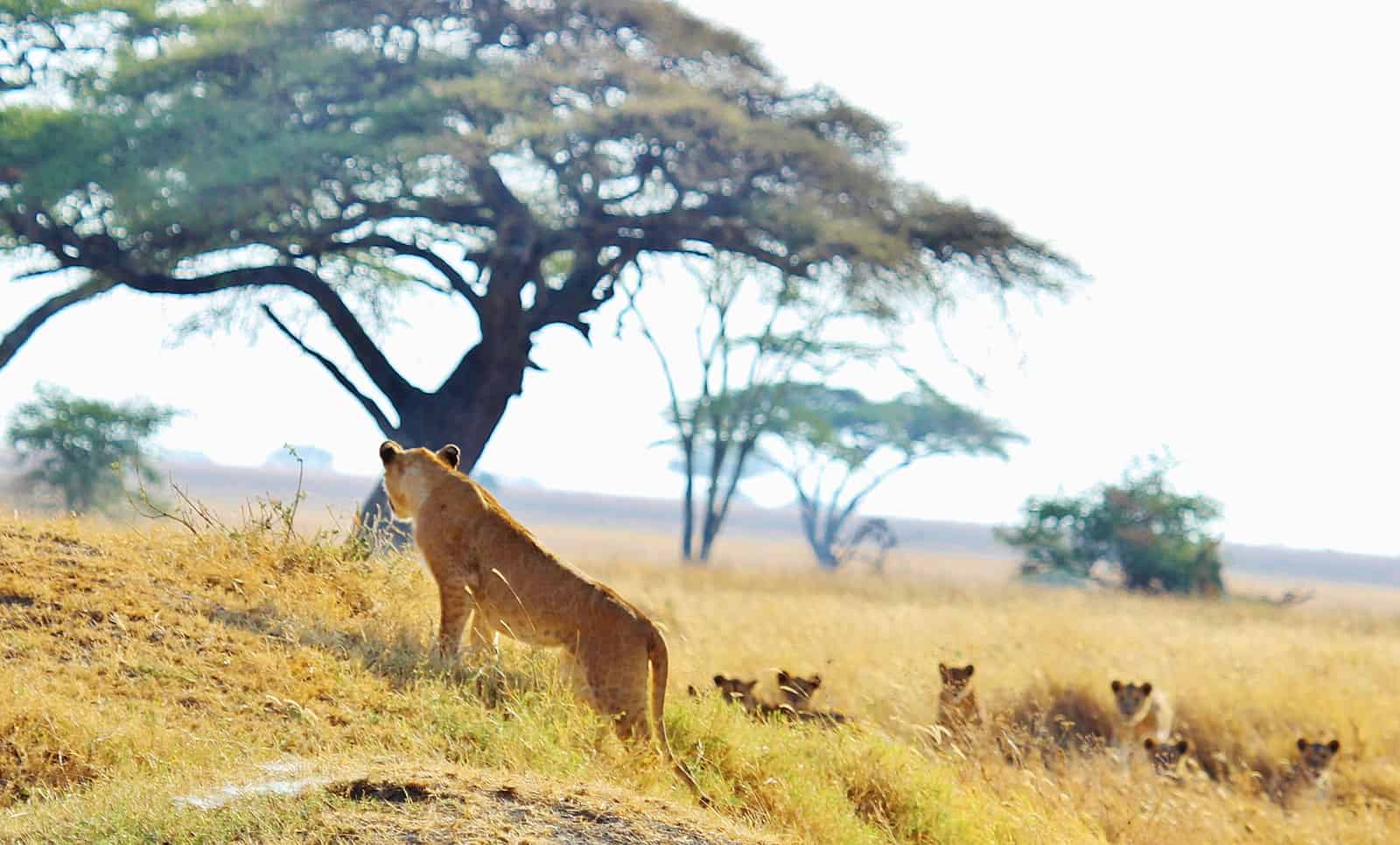 Life on the Great Plains of Serengeti