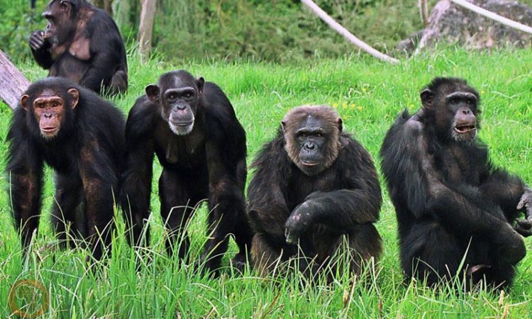 The Chimpanzees of Tanzania 