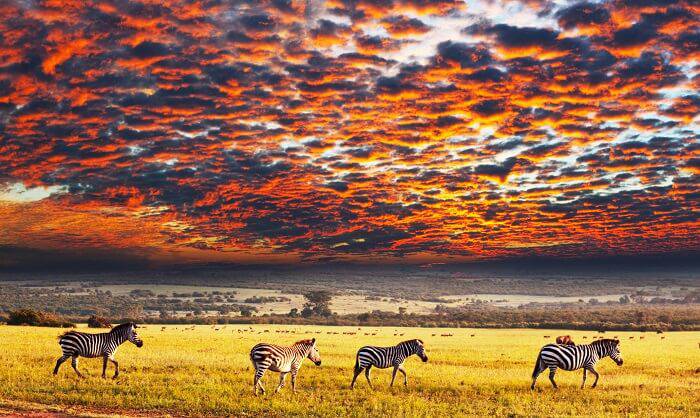 Life on the Great Plains of Serengeti