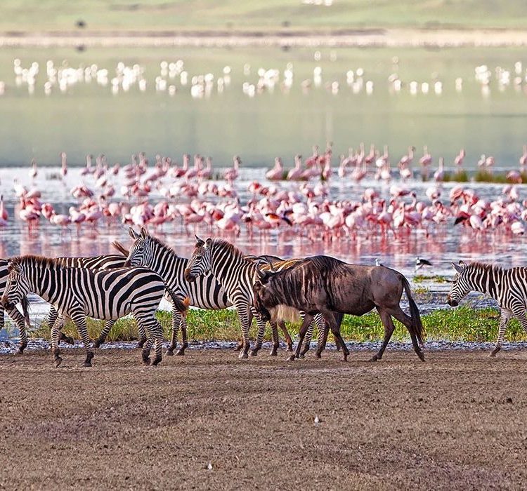 5 days Serengeti and Ngorongoro tour