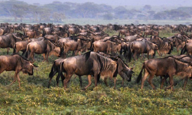 Big five safari in Serengeti national park