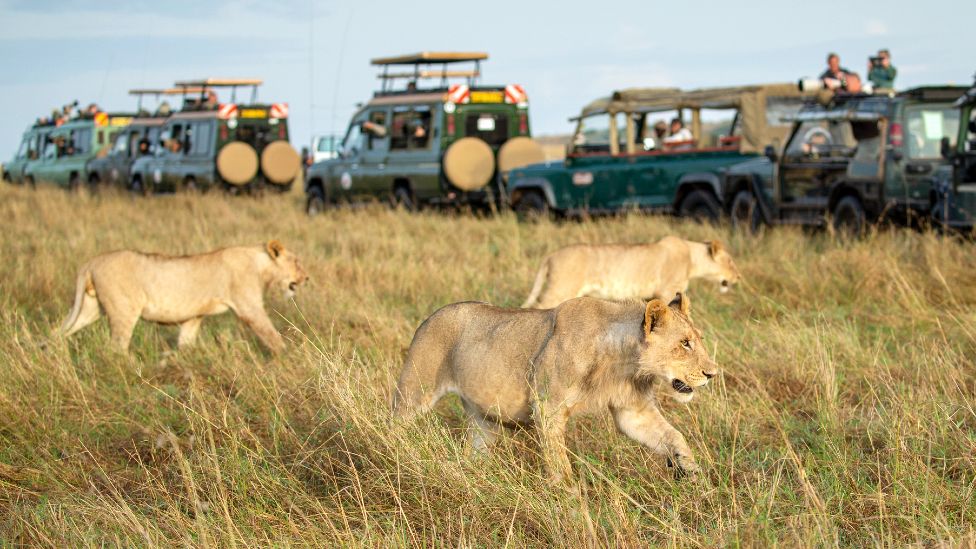 Rules and Regulations in Masai Mara National Reserve
