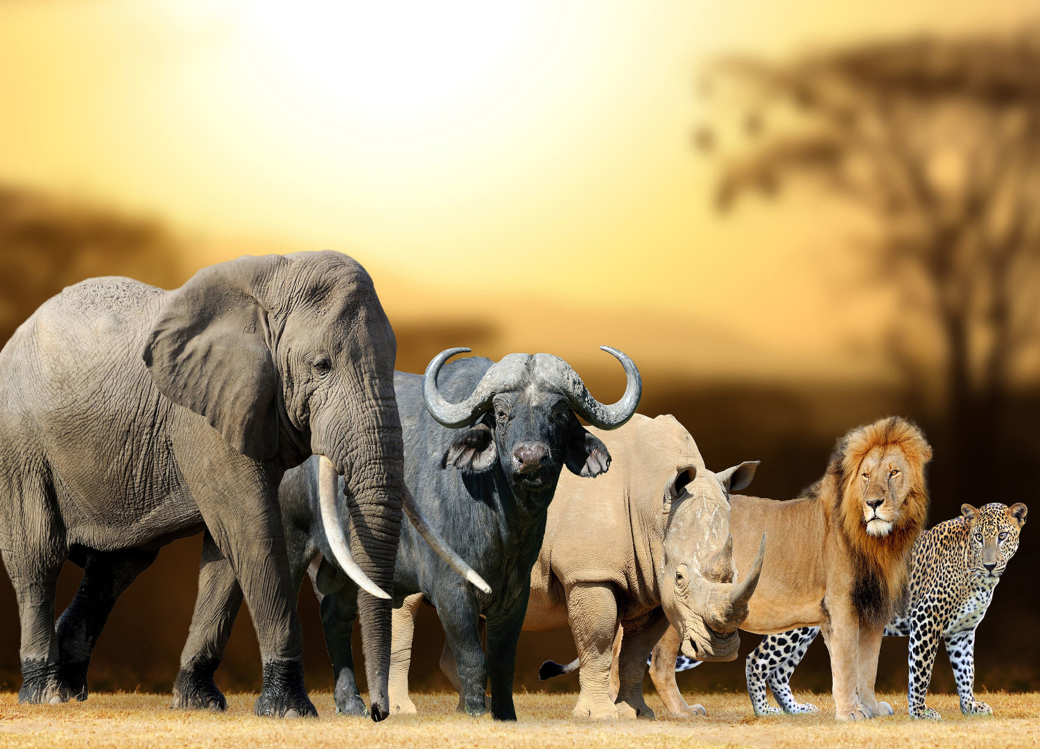 Animals in Ngorongoro Crater