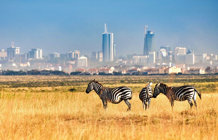 6 days Masai Mara wildlife safari