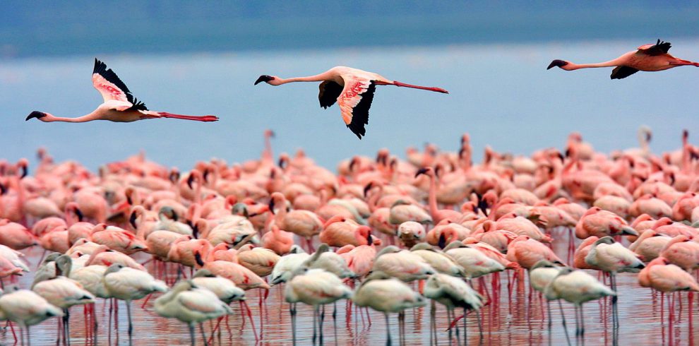 Lake Nakuru National Park Fees 2022
