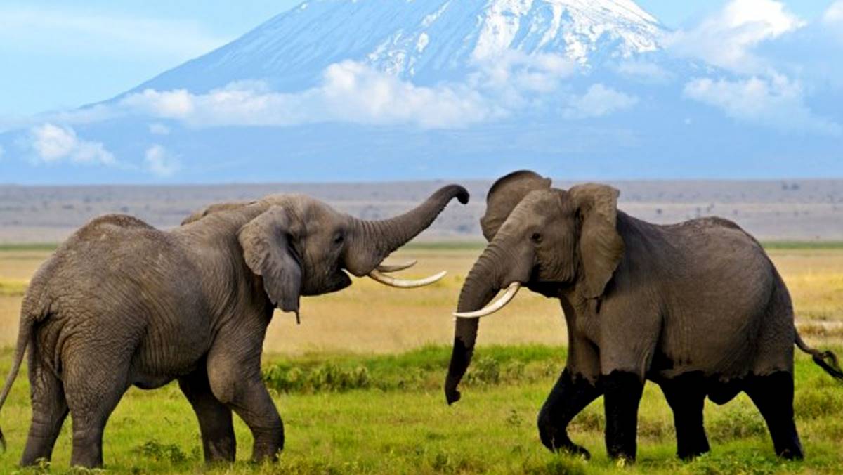 Reasons to visit Amboseli National Park