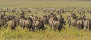 serengeti national park migration