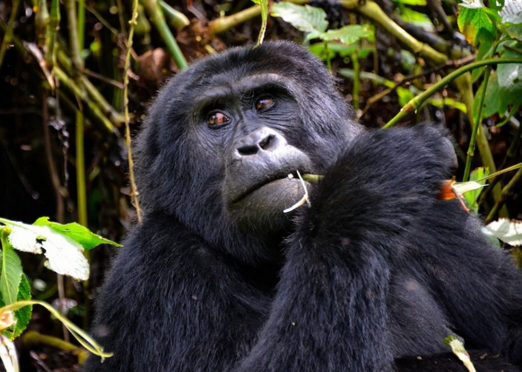 Gorilla Permit For Uganda 2023-2024