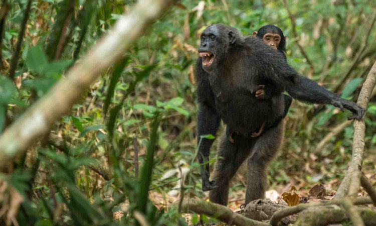 The Chimpanzees of Tanzania
