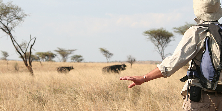 Serengeti walking Safari