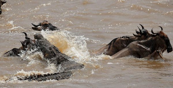 The Rivers in serengeti National Park