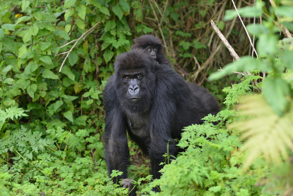 The Top 2 Best Places To See Gorillas In Uganda