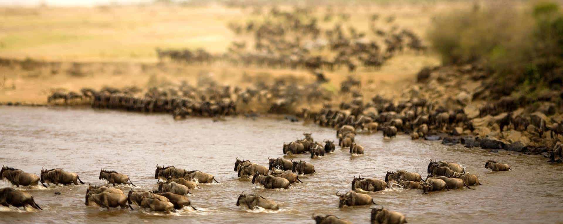 Safari Tours to Serengeti National Park
