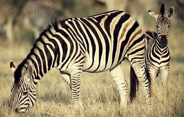 Top 10 Interesting Facts About Zebras