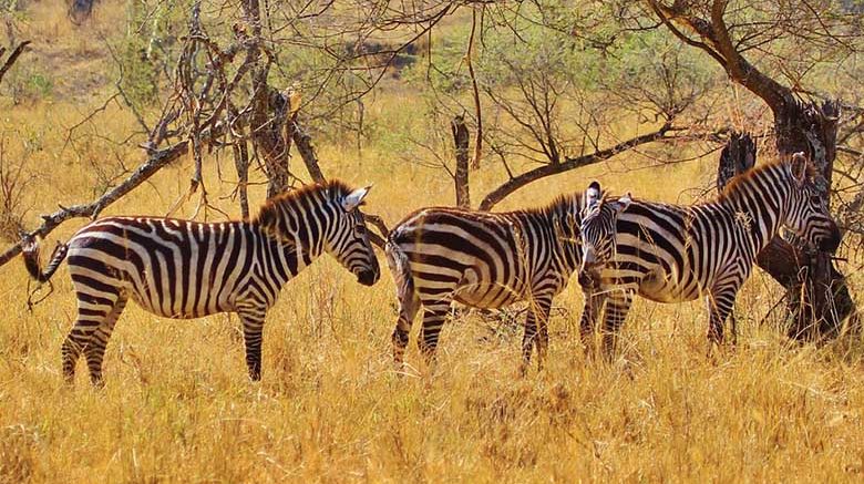 Top 10 Interesting Facts About Zebras