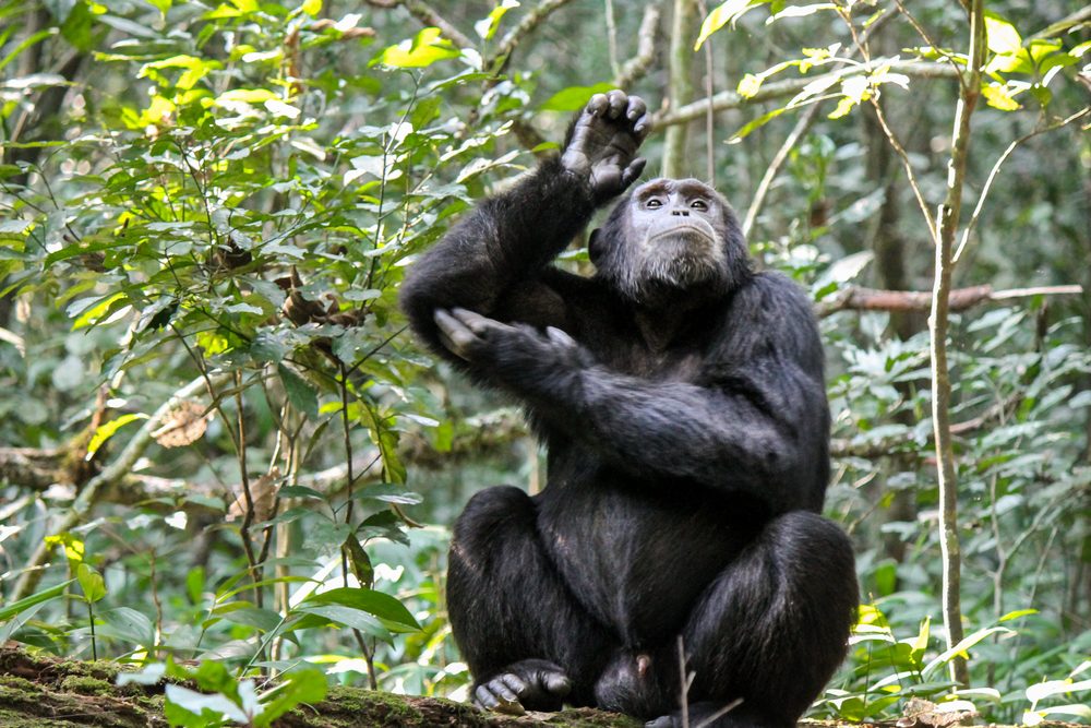 8 Days Gombe Stream And Mahale Mountains Chimpanzee Trekking Safari