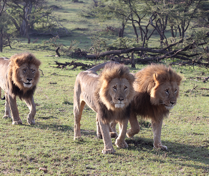 Common Animals to see in Maasai mara national Reserve 