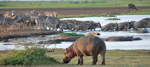 12 Days Kenya And Tanzania Luxury Safari