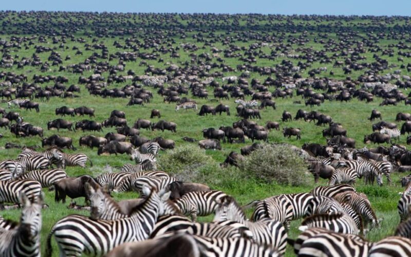 The Serengeti Is A True Birder’s Paradise