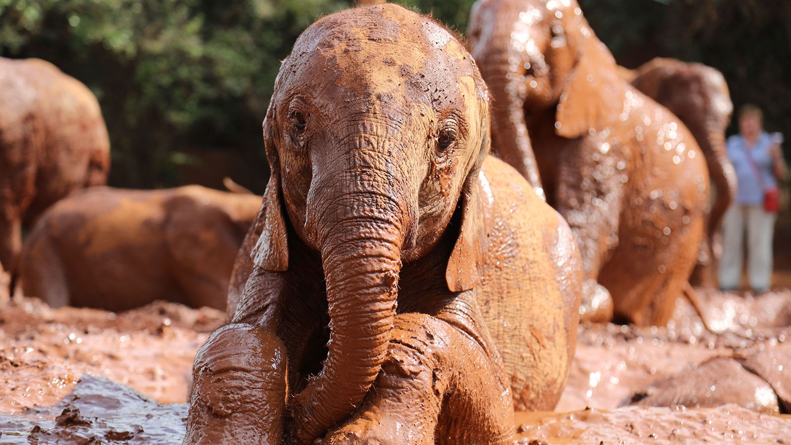 Nairobi Elephant Orphanage