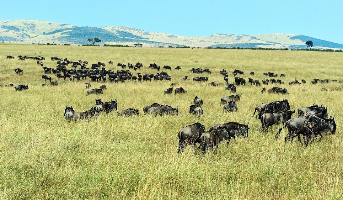Common Safari Terms To Know To Have The Best Safari Experience