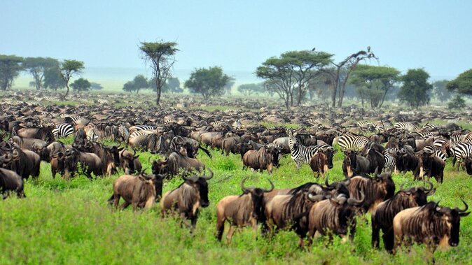 What Are The Big Five Animals In Serengeti National Park