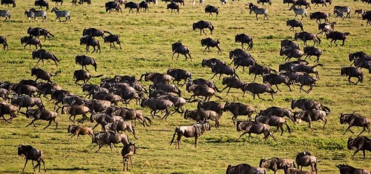 What Is So Special About Serengeti National Park