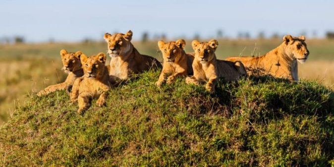 What Are The Big Five Animals In Serengeti National Park
