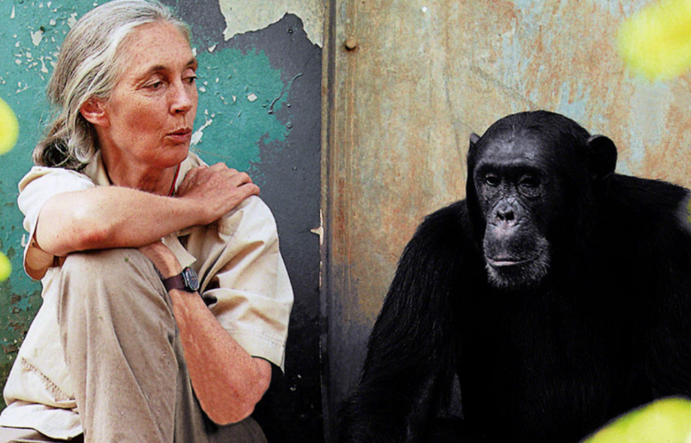 The Inspiring Story Of Jane Goodall And Gombe National Park